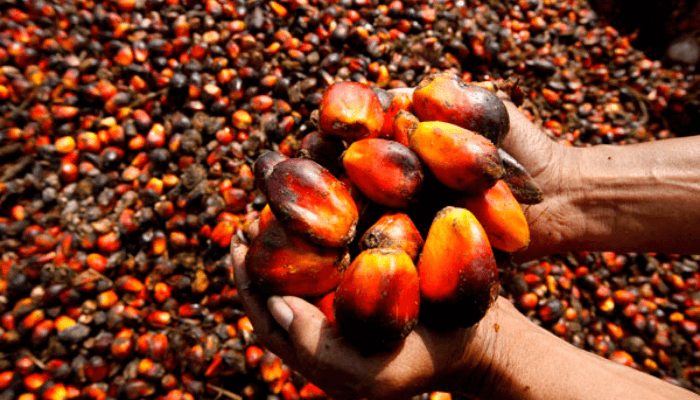 Palm-oil-production